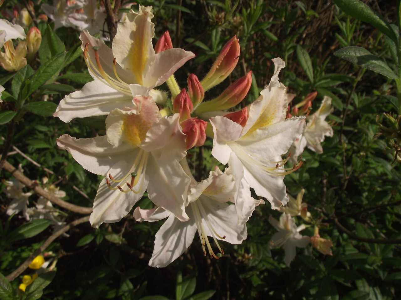 'Delicatissimum' AGM